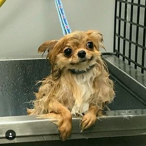 Meet your Posher, Afomia